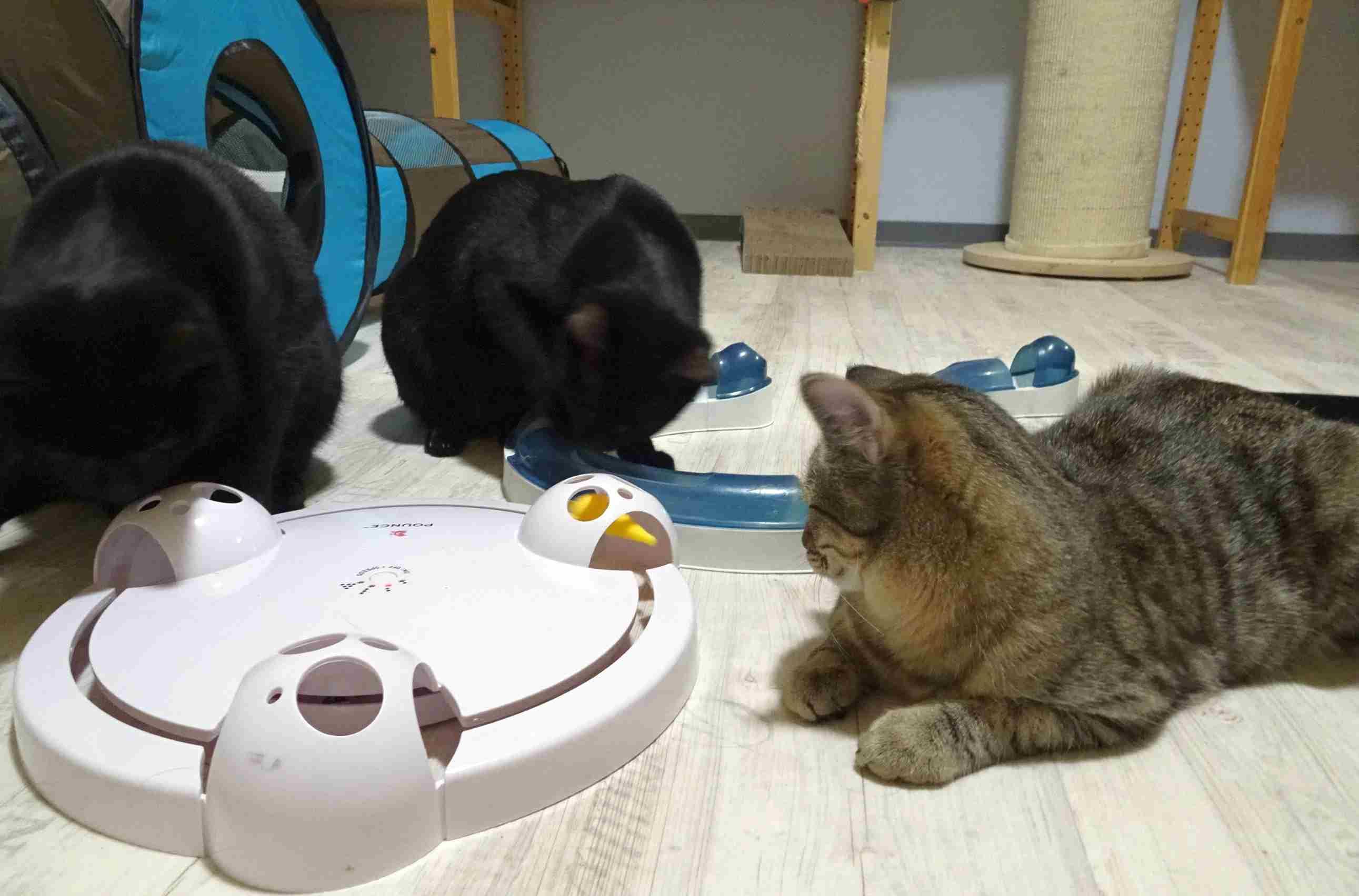 Drei Katzen liegen entspannt nebeneinander im Spielbereich