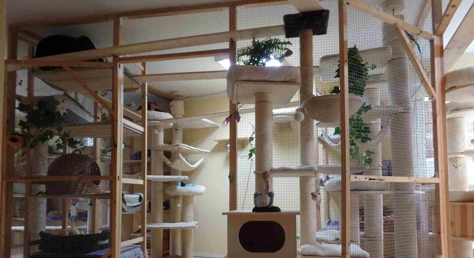 Cat Walks und Kratzbäume über mehrere Ebenen im Innenbereich des Felidae Inn