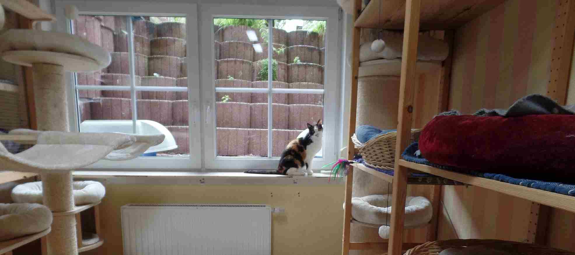 Katze am Fenster der Pension mit Blick nach draußen in den Garten